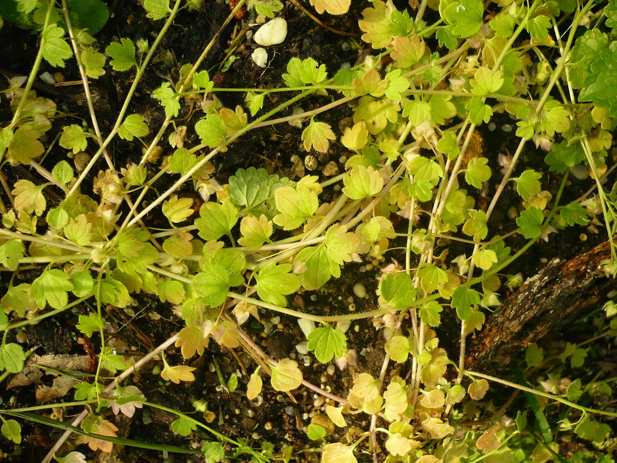 Veronica hederifolia (Plantaginaceae)